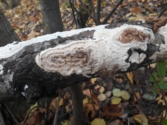 Rigidoporus corticola