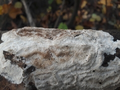 Rigidoporus corticola