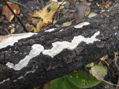 Rigidoporus corticola