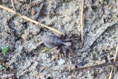 Alopecosa inquilina