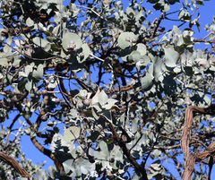 Eucalyptus crucis