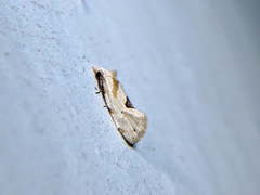 Aethes angustana
