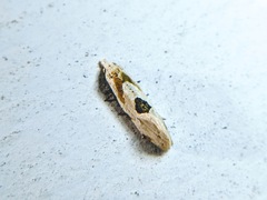 Aethes angustana