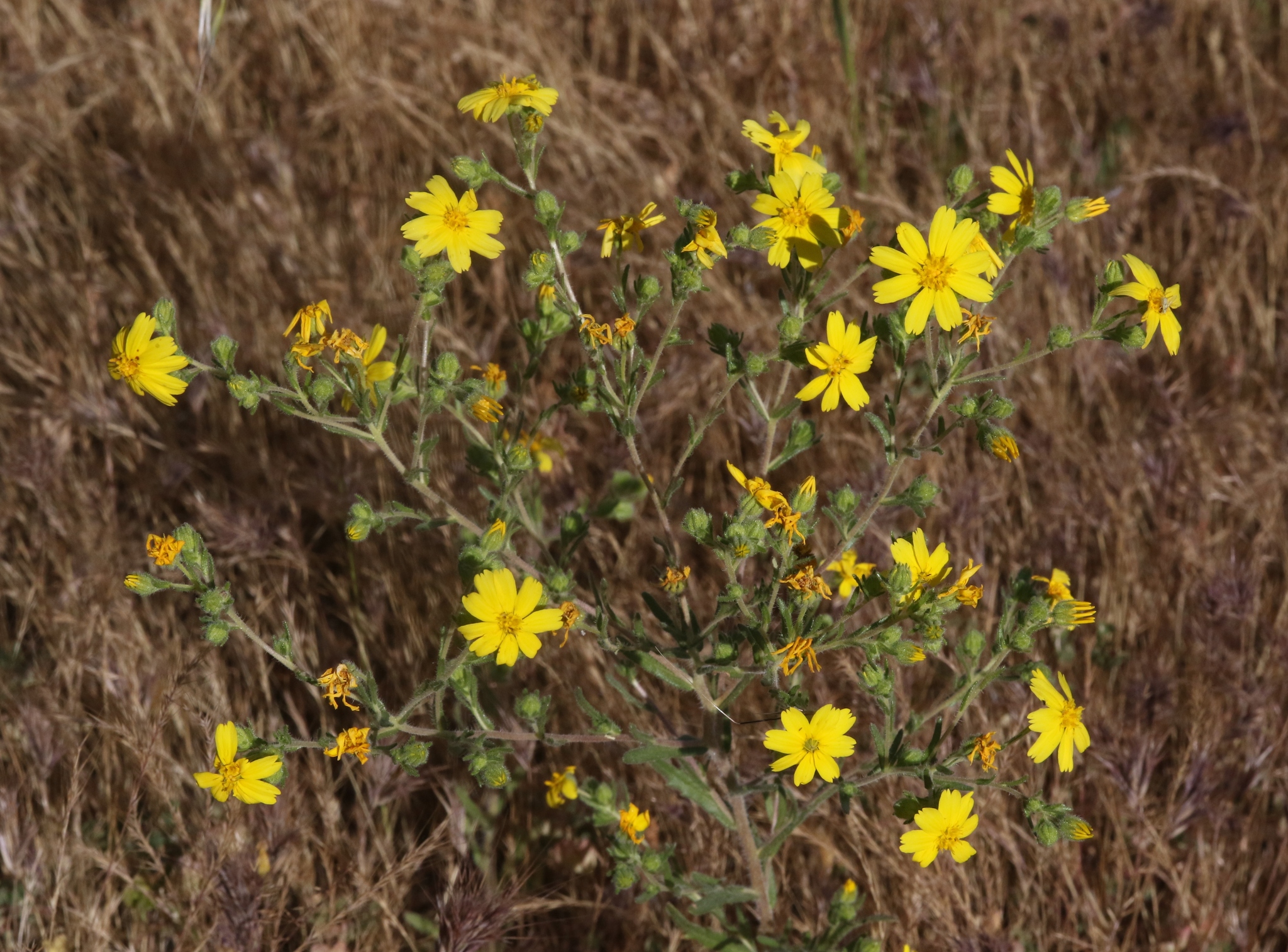 Deinandra pallida