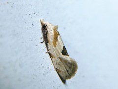 Aethes angustana