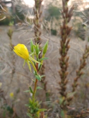 Oenothera rubricaulis