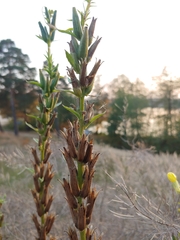 Oenothera rubricaulis
