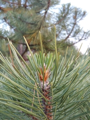 Pinus sylvestris
