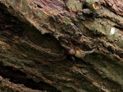 Asthenoctenus borellii