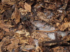 Catumiri argentinense