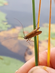 Limnephilus nigriceps