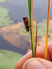 Limnephilus nigriceps