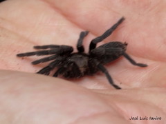 Catumiri argentinense