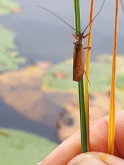 Limnephilus nigriceps