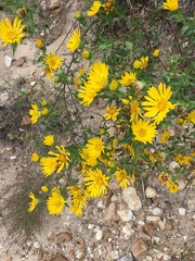 Heterotheca camporum