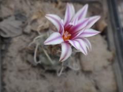 Turbinicarpus macrochele