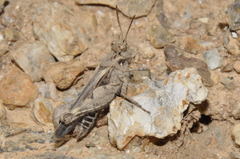 Acrotylus fischeri
