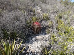 Ferocactus pilosus