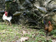 Gallus gallus domesticus