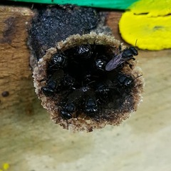 Scaptotrigona mexicana