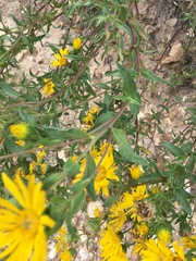 Heterotheca camporum