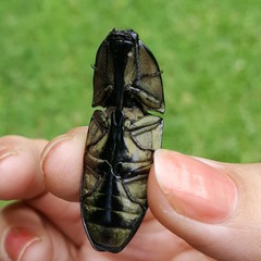 Chalcolepidius lafargi