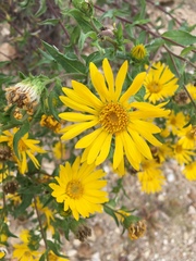 Heterotheca camporum