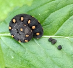 Tenthredo marginella