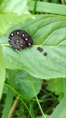 Tenthredo marginella