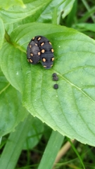 Tenthredo marginella