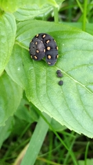 Tenthredo marginella
