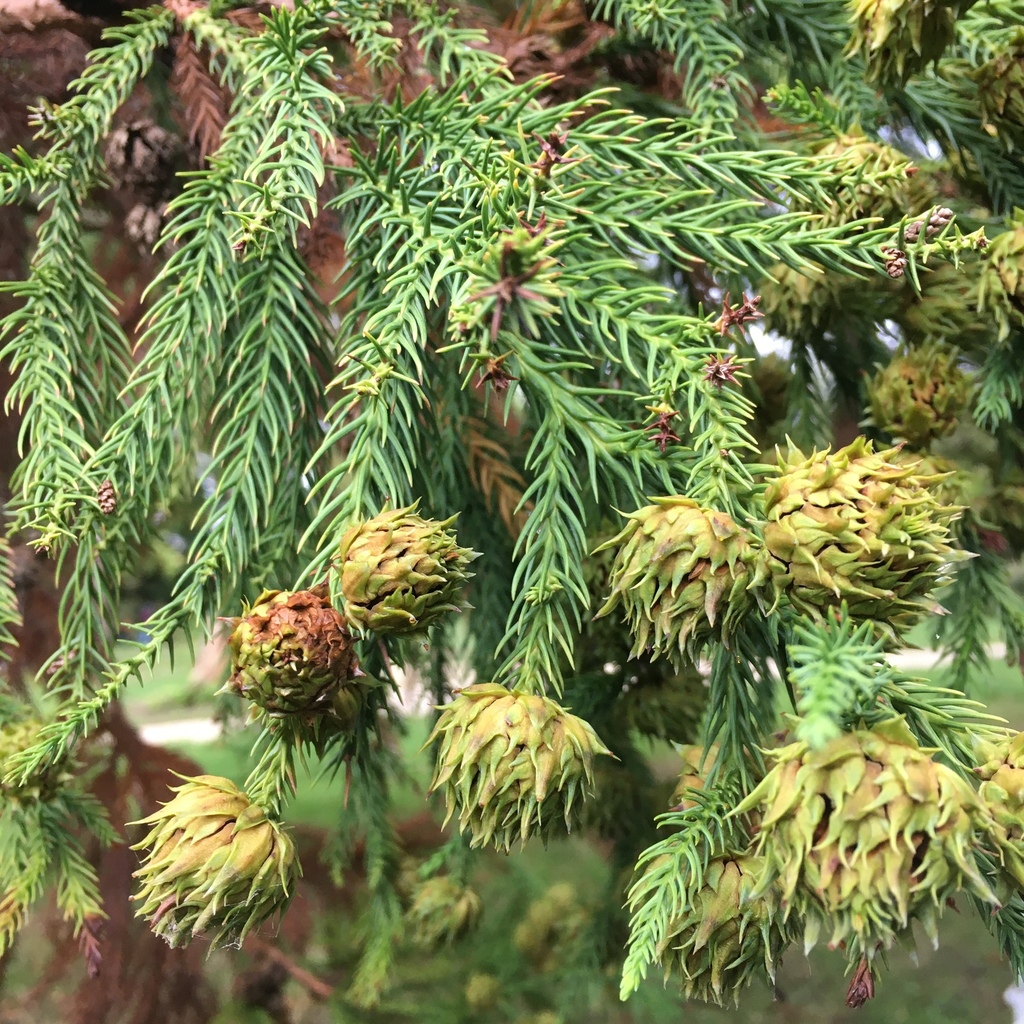 Cryptomeria japonica