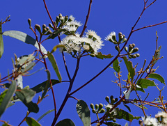 Eucalyptus loxophleba