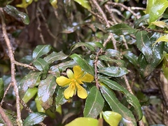 Ochna gamostigmata
