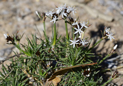 Borya constricta