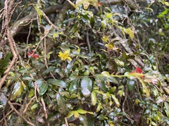 Ochna gamostigmata