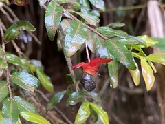 Ochna gamostigmata