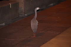 Egretta novaehollandiae