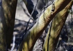 Eucalyptus loxophleba