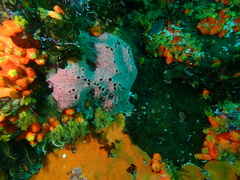 Exallosorus harveyanus