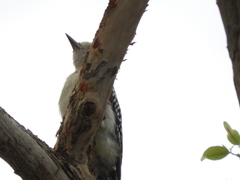 Melanerpes aurifrons