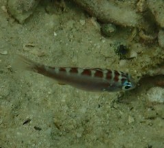 Serranus tortugarum