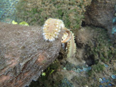 Hermodice carunculata