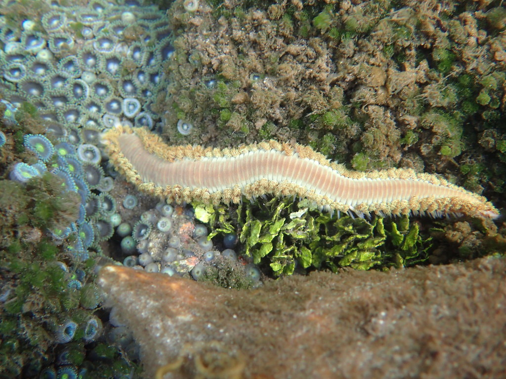 Bearded fireworm