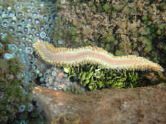 Hermodice carunculata