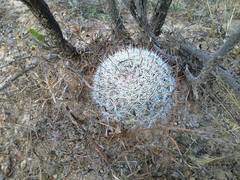 Mammillaria mercadensis