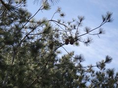 Pinus maximartinezii
