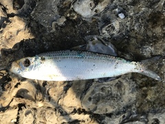 Sardinella