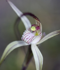 Caladenia varians
