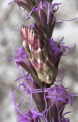 Schinia carmosina